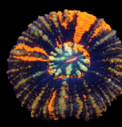 Scolymia australis (War Paint) (L) pb 141