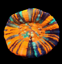 Scolymia australis (War Paint) (L) pb 209