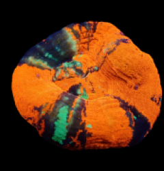 Scolymia australis (War Paint) (L) pb 651