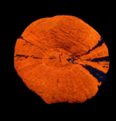 Scolymia australis (War Paint) (M) pb 661
