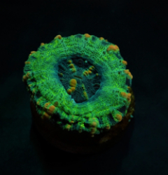 Scolymia spp. (Crocodile Isl.) (Premium)