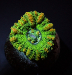 Scolymia spp. (WA) (Mini) (Premium)