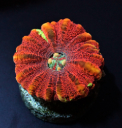 Scolymia spp. (WA) (Mini) (Ultra)