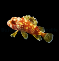 Sebastapistes cyanostigma