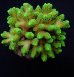 Seriatopora caliendrum (Green)