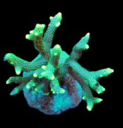 Seriatopora hystrix (Green) (M) pb 213