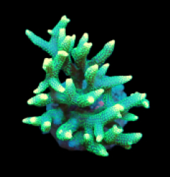 Seriatopora hystrix (Green) (M) pb 251