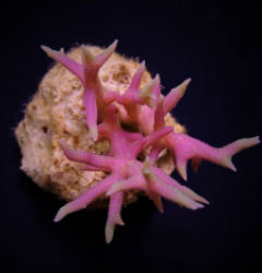 Seriatopora hystrix Pink (Frag)