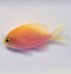 Serranocirrhitus latus