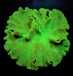 Sinularia dura (Green)