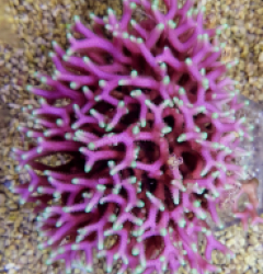 Seriatopora caliendrum (Pink)