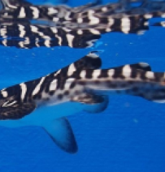 Stegostoma fasciatum