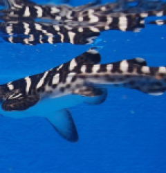 Stegostoma fasciatum - T.B.