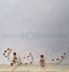 Stenopus hispidus (Pair)