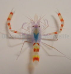 Stenopus tenuirostris