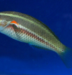 Stethojulis albovittata (female)