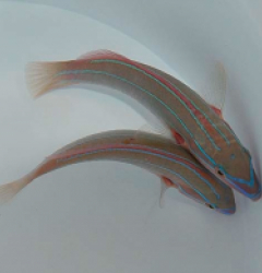 Stethojulis albovittata (male)