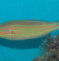 Stethojulis bandanensis (male)