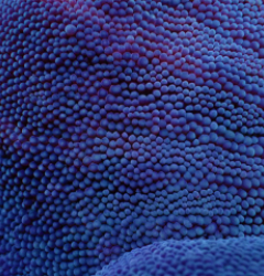 Stichodactyla spp. (Blue)