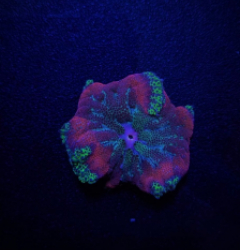 Stichodactyla tapetum (Colored)