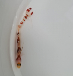 Stonogobiops nematodes + Alpheus randalli