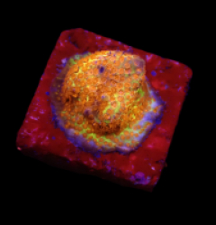 Stylocoeniella sp. (Burning Banana) o 047