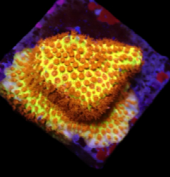 Stylocoeniella-Montipora spp. (Burning Banana) (frag)