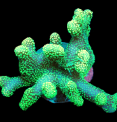 Stylophora pistillata (Green polyp) pb 659