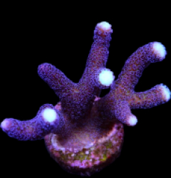 Stylophora pistillata (Milka)