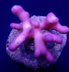 Stylophora pistillata (Pink) (Tonga)