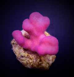 Stylophora pistillata (Pink Tonga) (Frag)