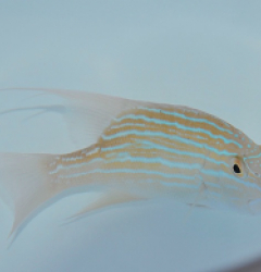 Symphorus nematophorus