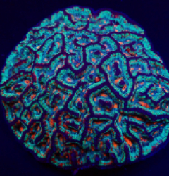 Symphyllia (Australophyllia) wilsoni (Premium)