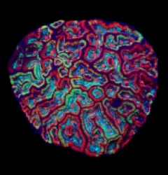 Symphyllia (Australophyllia) wilsoni (Ultra)