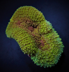 Symphyllia spp. (Green) (Premium)