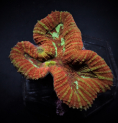Symphyllia spp. (Orange-Red)