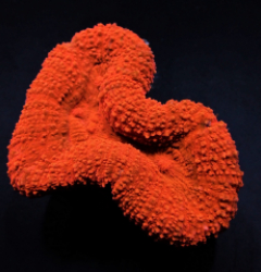 Symphyllia spp. (Orange-Red) (Ultra)