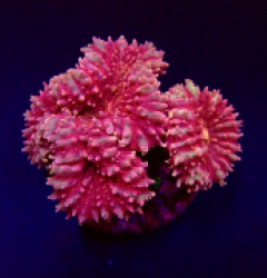 Symphyllia spp. (Pink)