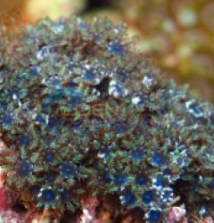 Sympodium spp. (Blue)
