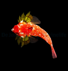 Synchiropus sycorax (female)