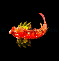 Synchiropus sycorax (male)