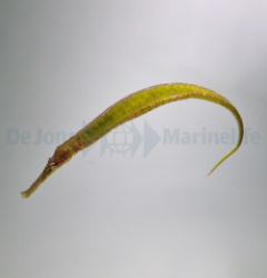 Syngnathoides biaculeatus