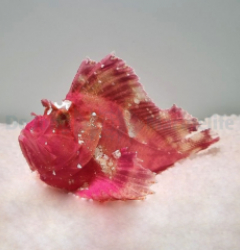 Taenianotus triacanthus (Pink/Red)