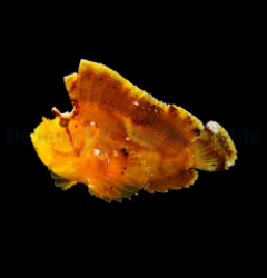 Taenianotus triacanthus (Yellow)