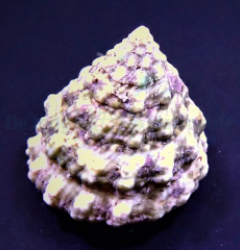 Tectus fenestratus