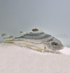 Terapon jarbua