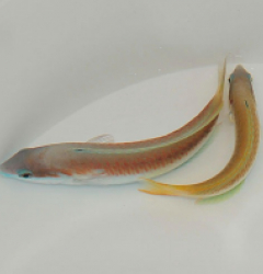 Thalassoma genivittatum