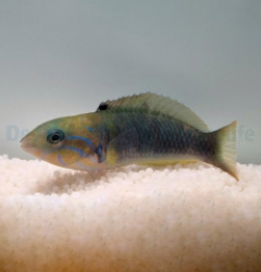 Thalassoma hebraicum