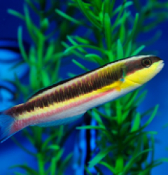 Thalassoma lucasanum (female)