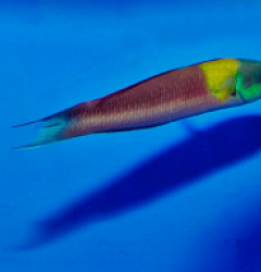 Thalassoma lucasanum (male)